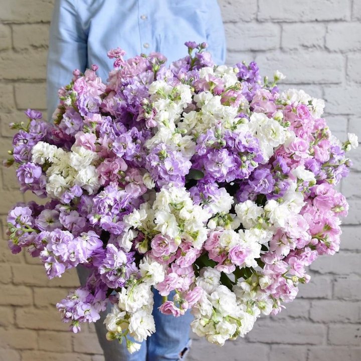 Облако маттиол в Ханты-Мансийске