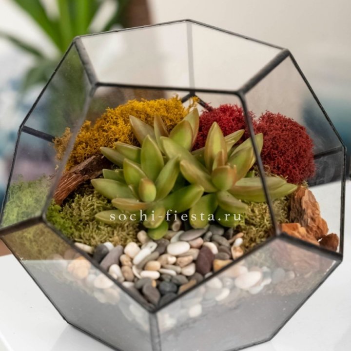 Флорариум “Додекаэдр” с суккулентом Седум в Ханты-Мансийске