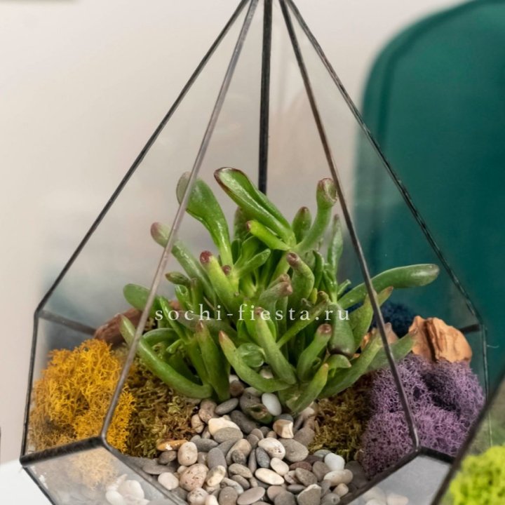 Флорариум “Капля” с суккулентом Крассула Хоббит в Ханты-Мансийске