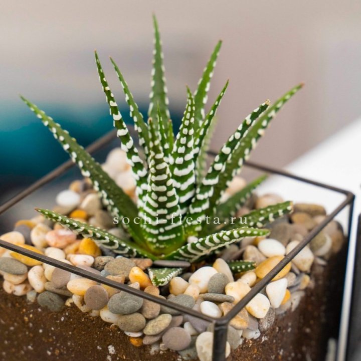 Флорариум Кубик с суккулентом Хавортия в Ханты-Мансийске