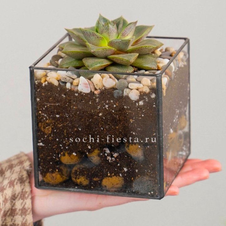Флорариум Кубик с суккулентом Каменная роза в Ханты-Мансийске