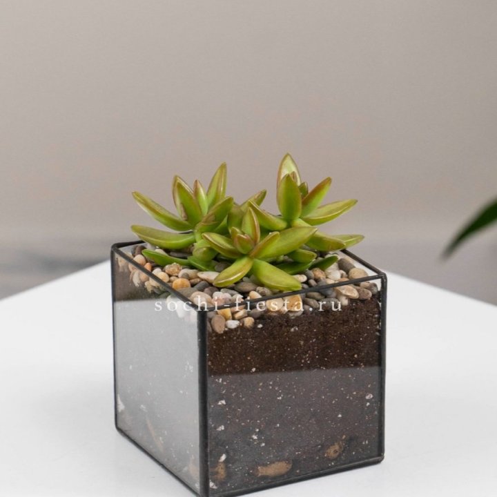 Флорариум Кубик с суккулентом Седум в Ханты-Мансийске