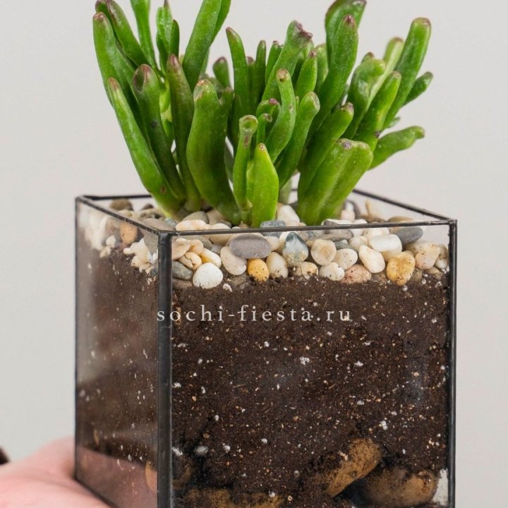 Флорариум Кубик с суккулентом Хоббит в Ханты-Мансийске