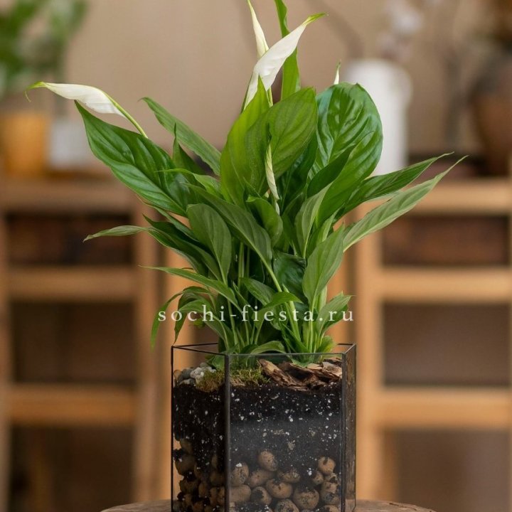 Спатифиллум в кашпо Пятиугольник в Ханты-Мансийске