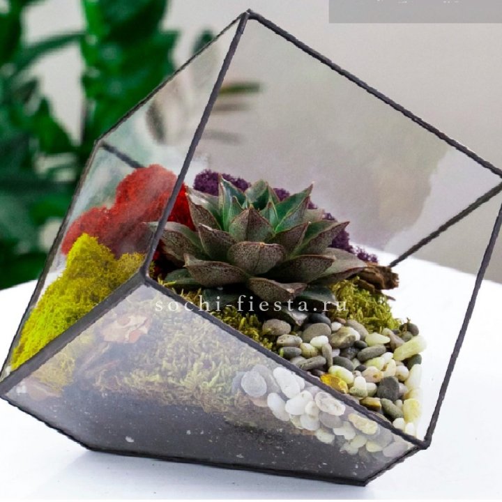 Флорариум Куб усеченный с суккулентом Каменная роза в Ханты-Мансийске