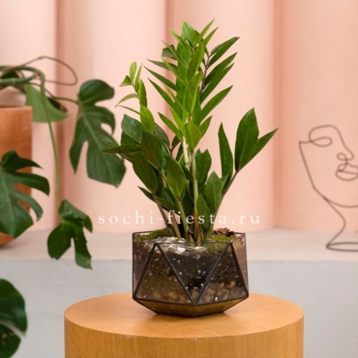Замиокулькас в кашпо Икосаедр в Ханты-Мансийске