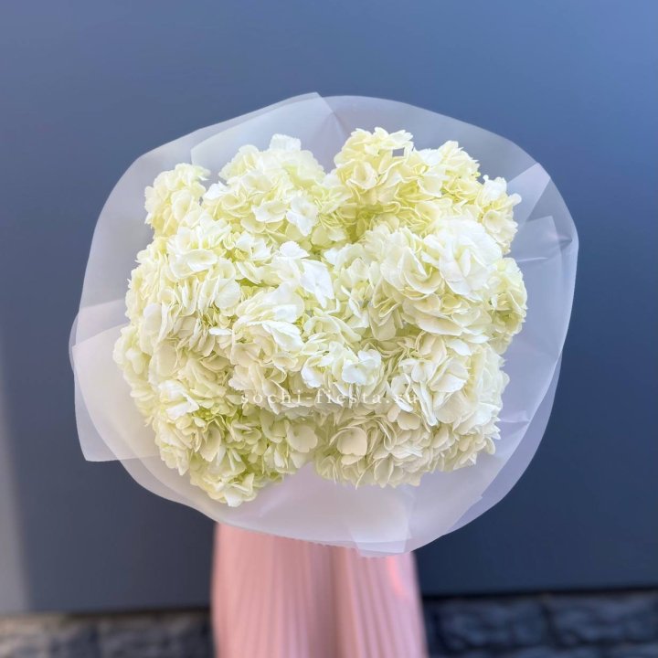 7 белых гортензий в Ханты-Мансийске