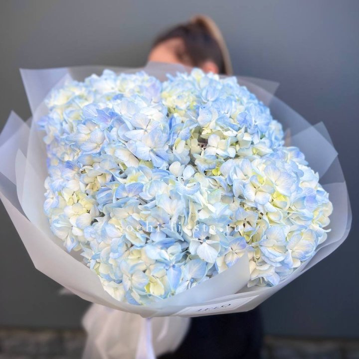 5 голубых гортензий в Ханты-Мансийске