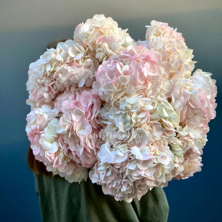 Охапка розовой гортензии в Ханты-Мансийске
