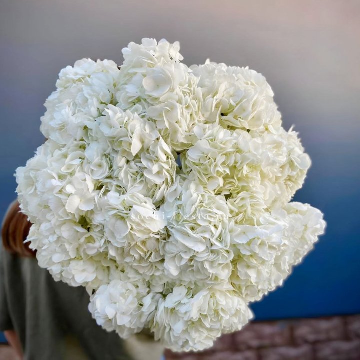 Охапка белой гортензии в Ханты-Мансийске