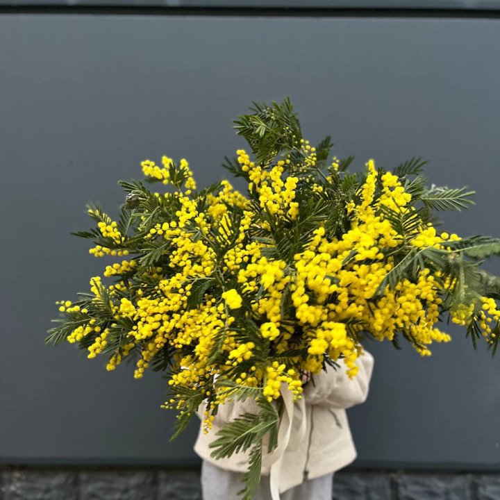 Охопка мимозы в Ханты-Мансийске